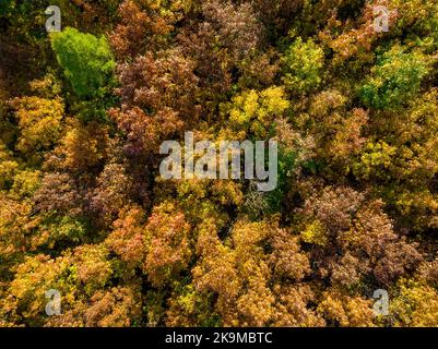 Herbstlicher Luftblick. Von oben nach unten Blick auf den Herbstwald mit grünen und gelben Bäumen. Stockfoto