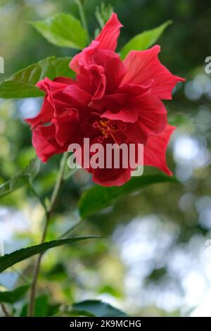 Bäume und Blumen im Shatin Park New Territories Hong Kong Public Park Freie Zufahrt zu Pflanzen der Natur Stockfoto