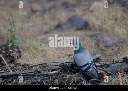 Kanarische Taube Columba livia canariensis. Integral Natural Reserve von Inagua. Gran Canaria. Kanarische Inseln. Spanien. Stockfoto