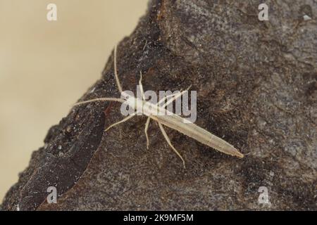 Detaillierte Nahaufnahme der ungewöhnlichen weißen elonggated Pflanze Parasit shieldbug, Chorosoma schilingii Stockfoto