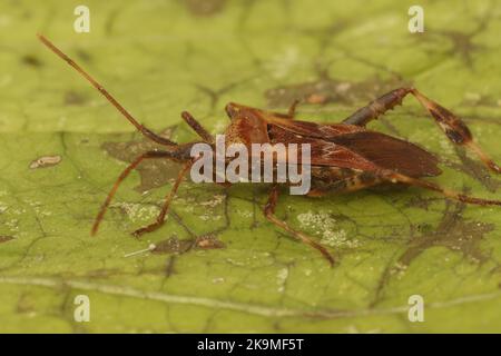 Detaillierte Nahaufnahme des westlichen Nadelbaumwurz Leptoglossus occidentalis Stockfoto