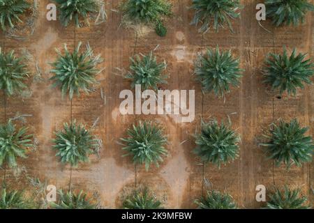 Draufsicht auf eine große Dattelpalmenplantage in der Wüste. Stockfoto