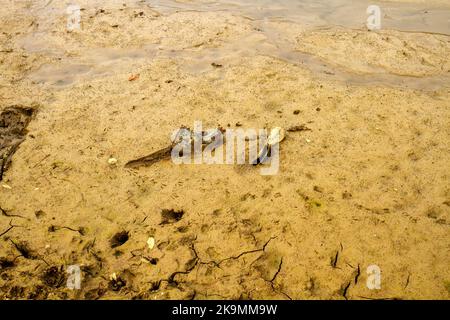 Im Schlamm stecken Stockfoto