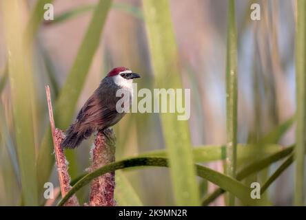 Kastanienhackler ist ein Singvögel der Familie Timaliidae. Es ist monotypisch innerhalb der Gattung Timalia. Stockfoto