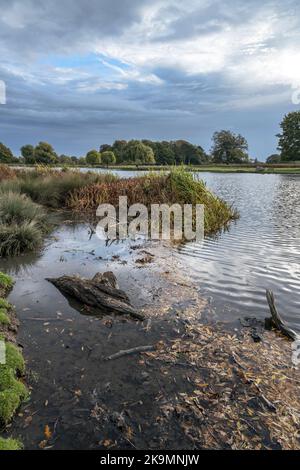 Gefallener Baumstamm im Teich ließ verfaulen Stockfoto