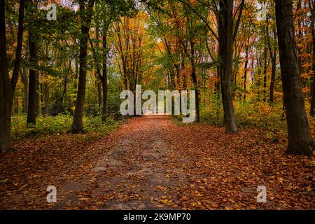 Herbst Wanderweg Stockfoto