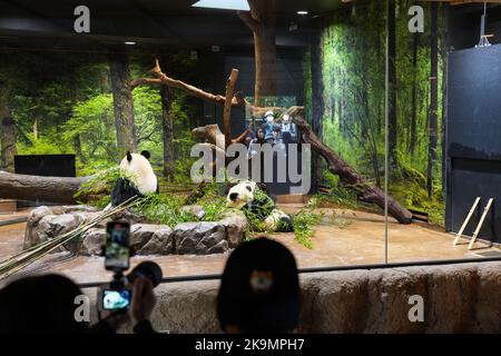 Tokio, Japan. 28. Oktober 2022. Riesenpandas fressen Bambus im Ueno Zoo in Tokio, Japan, 28. Oktober 2022. Aus Anlass des 50.. Jahrestages der Ankunft der chinesischen Riesenpandas in Japan hat der Ueno-Zoo in Tokio kürzlich ein "Giant Panda Post Office" eingerichtet.ZUM THEMA "Feature: Japan begrüßt 50.. Jahrestag der Ankunft der chinesischen Riesenpandas" Credit: Zhang Xiaoyu/Xinhua/Alamy Live News Stockfoto