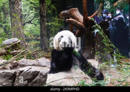 Tokio, Japan. 28. Oktober 2022. Besucher beobachten einen riesigen Panda im Ueno Zoo in Tokio, Japan, 28. Oktober 2022. Aus Anlass des 50.. Jahrestages der Ankunft der chinesischen Riesenpandas in Japan hat der Ueno-Zoo in Tokio kürzlich ein "Giant Panda Post Office" eingerichtet.ZUM THEMA "Feature: Japan begrüßt 50.. Jahrestag der Ankunft der chinesischen Riesenpandas" Credit: Zhang Xiaoyu/Xinhua/Alamy Live News Stockfoto