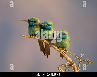 Little-Green Bee-eater, Merops orientalis, Three birds on branch, Jordanien, Oktober 2022 Stockfoto