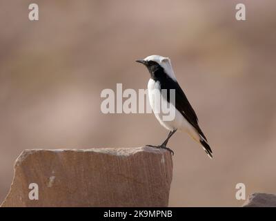 Trauerpfeifchen, Oenanthe-Lugens, einzelner Vogel auf Felsen, Jordanien, Oktober 2022 Stockfoto