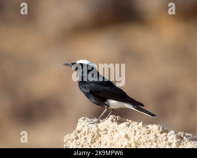 Weißkronenrös, Oenanthe leucopyga, einzelner Vogel auf Felsen, Jordanien, Oktober 2022 Stockfoto