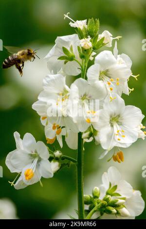 Europäischer Honig fliegt nach Polemonium caeruleum 'Album' Jacobs Ladder Stockfoto