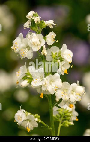 Jacobs Ladder, Polemonium caeruleum „Album“, Weiß, Blumen Stockfoto