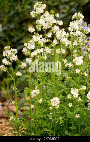 Jacobs Ladder, Polemonium caeruleum „Album“, Weiß, Blumen Stockfoto