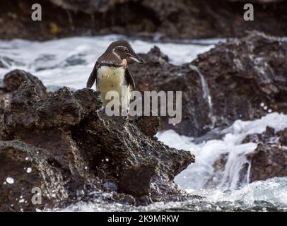 Ein Galapagos-Pinguin (Spheniscus mendiculus), der auf scharfem Vulkangestein am Rand des Ozeans auf den Galapagos-Inseln in Ecuador steht. Stockfoto