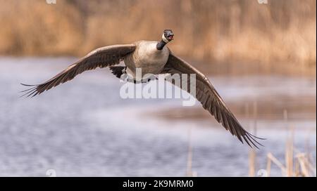 Kanadagans (Branta canadensis) Fliegen über Wasser in einem Sumpf. Stockfoto