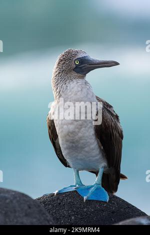 Nahaufnahme eines erwachsenen Blaufußbooby (Sula nebouxii), der auf vulkanischem Gestein auf den Galapagos-Inseln in Ecuador thront. Stockfoto