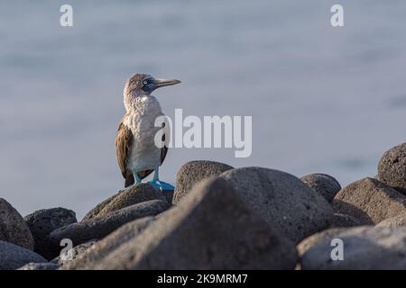 Adulter Blaufußbooby (Sula nebouxii), der auf vulkanischem Gestein auf den Galapagos-Inseln in Ecuador thront. Stockfoto