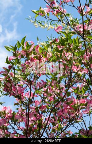 Blühendes Dogwood, Cornus florida Rubra, östlicher Dogwood, Blühend, Baum, Red, Cornus florida, Cornus Rubra, Dogwood Stockfoto