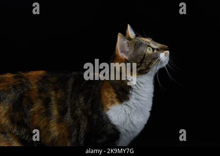 Niedliche drei Farben Hauskatze gegen im Studio vor schwarzem Hintergrund Stockfoto