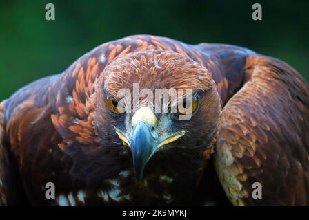 Kopfporträts des Goldenen Adlers. Aquila chrysaetos. Großer Greifvogel. Hauptsächlich in der nördlichen Hemisphäre. Verschwommener Hintergrund. Stockfoto