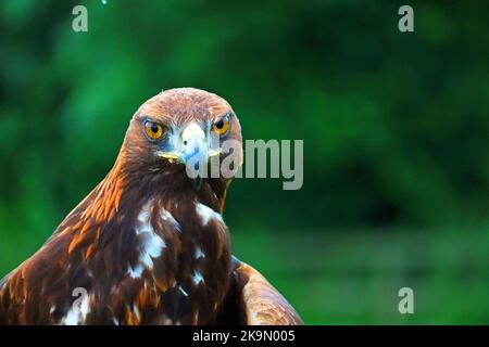 Kopfporträts des Goldenen Adlers. Aquila chrysaetos. Großer Greifvogel. Hauptsächlich in der nördlichen Hemisphäre. Verschwommener Hintergrund. Stockfoto