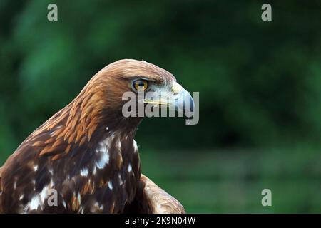 Kopfporträts des Goldenen Adlers. Aquila chrysaetos. Großer Greifvogel. Hauptsächlich in der nördlichen Hemisphäre. Verschwommener Hintergrund. Stockfoto