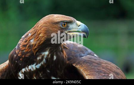 Kopfporträts des Goldenen Adlers. Aquila chrysaetos. Großer Greifvogel. Hauptsächlich in der nördlichen Hemisphäre. Verschwommener Hintergrund. Stockfoto