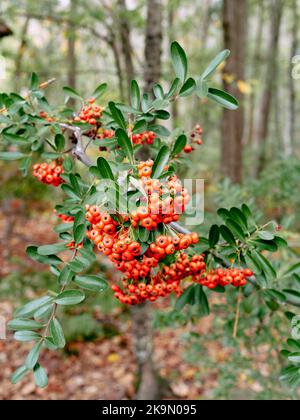 Pyramicantha eine Gattung großer, dorniger immergrüner Sträucher aus der Familie der Rosaceae, mit den gebräuchlichen Namen firethorn oder pyramicantha oder Victory pyramicantha. Stockfoto