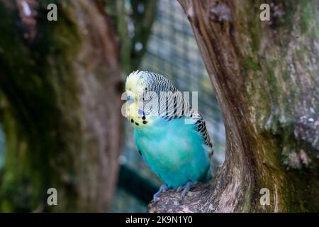 Nahaufnahme von farbenprächtiger blauer, gelber und grüner Wellensittich (Sittich, Muschelsittich, Melopsittacus undulatus) Stockfoto