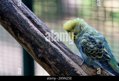 Nahaufnahme von farbenprächtiger blauer, gelber und grüner Wellensittich (Sittich, Muschelsittich, Melopsittacus undulatus) Stockfoto