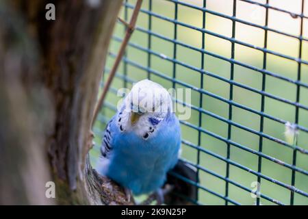 Nahaufnahme von farbenprächtiger blauer, gelber und grüner Wellensittich (Sittich, Muschelsittich, Melopsittacus undulatus) Stockfoto