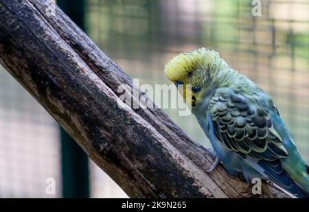 Nahaufnahme von farbenprächtiger blauer, gelber und grüner Wellensittich (Sittich, Muschelsittich, Melopsittacus undulatus) Stockfoto