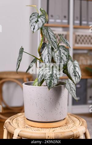 Tropische Zimmerpflanze „Philodendron Brandtianum“ mit silbernem Muster auf Blättern im Blumentopf auf dem Tisch im Wohnzimmer Stockfoto