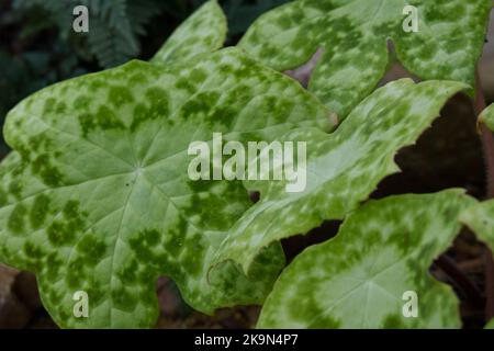 Zierblattpflanze Podophyllum versipelle spotty Dotty UK Juli Stockfoto