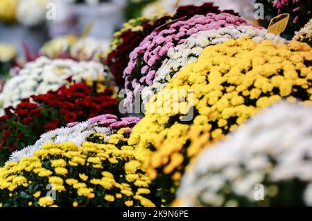 Am 29. Oktober 2022 wurde in Zagreb, Kroatien, der berühmte Blumenmarkt Splavnica, zwischen dem Ban Jelacic Platz und dem Dolac Markt, vor Allerheiligen, zum Kauf von Blumenarrangements gesehen. Foto: Sanjin Strukic/PIXSELL Credit: Pixsell Foto- und Videoagentur/Alamy Live News Stockfoto