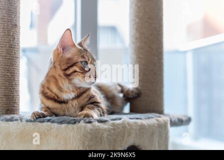 Eine Hauskatze nippt auf einem Katzenbett auf einem Kratzbaum vor dem Fenster. Stockfoto