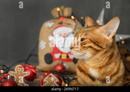 Eine Ingwer Hauskatze sitzt auf einem dunklen Hintergrund mit Weihnachtsbaumleuchten und Dekorationen. Weihnachtskarte. Stockfoto