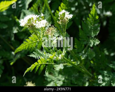 Sommerblätter und Blumen von Sweet Cicely Myrrhis odorata UK Garden June Stockfoto