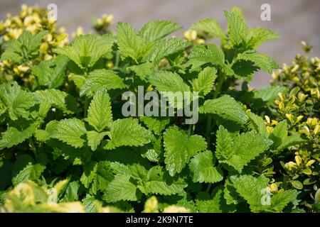 Laub von Zitronenbalsam und goldenem Zitronenbalsam - Melissa officinalis aureum im britischen Garten Juni Stockfoto