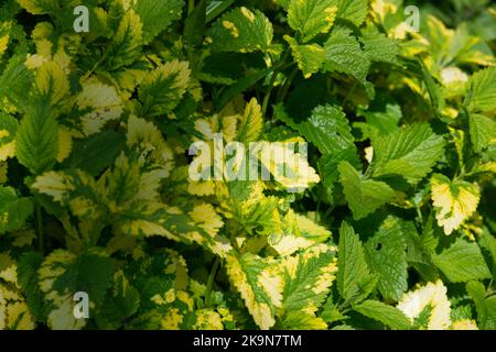 Laub von Zitronenbalsam und goldenem Zitronenbalsam - Melissa officinalis aureum im britischen Garten Juni Stockfoto