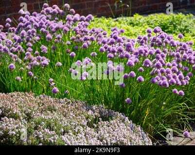 Ein Kräuterbett aus sommerblühenden Schnittlauch ( Allium schoenoprasum), goldenem Majoran und Thymian im britischen Garten Juni Stockfoto