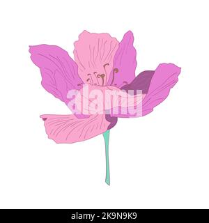 Schöne rosa Blume auf weißem Hintergrund. Vektorgrafik. Botanisches Designelement. Stock Vektor