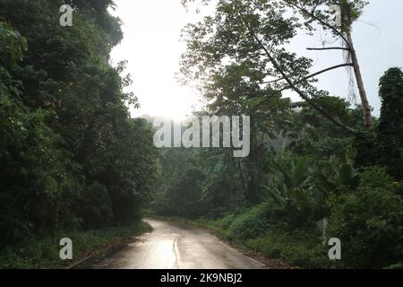 Nebel, Baum und Straßenhintergrund oder Berg oder Wald nach dem Regen oder regnerischen Tag Stockfoto