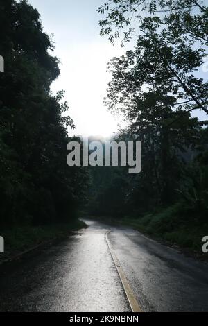 Nebel, Baum und Straßenhintergrund oder Berg oder Wald nach dem Regen oder regnerischen Tag Stockfoto