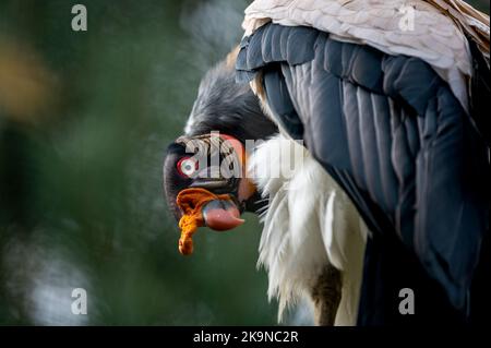 Porträt eines Vogels. Ein Königsgeier. Sarcoramphus Papa mit Bokeh-Hintergründen. Stockfoto