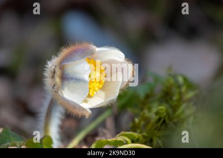 Frühlingsblume Stockfoto