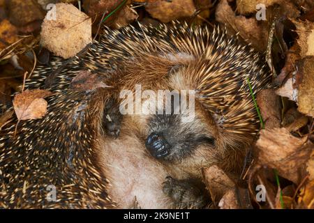 Igel (Wissenschaftlicher Name: Erinaceus Europaeus) wilder, einheimischer europäischer Igel, der in einem natürlichen Waldlebensraum überwintert. Zu einem Ball zusammengerollt Stockfoto