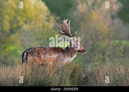 Europäischer Damhirsch (Dama dama) Buck / Männchen mit großem Geweih am Waldrand während der herbstlichen Rut im Oktober Stockfoto