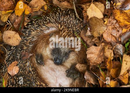 Igel (Wissenschaftlicher Name: Erinaceus Europaeus) wilder, einheimischer europäischer Igel, der in einem natürlichen Waldlebensraum überwintert. Zu einem Ball zusammengerollt Stockfoto